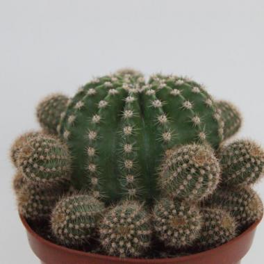 Echinopsis multiplex